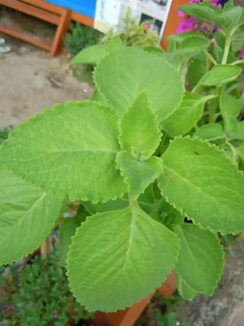 山薄荷的作用是什么