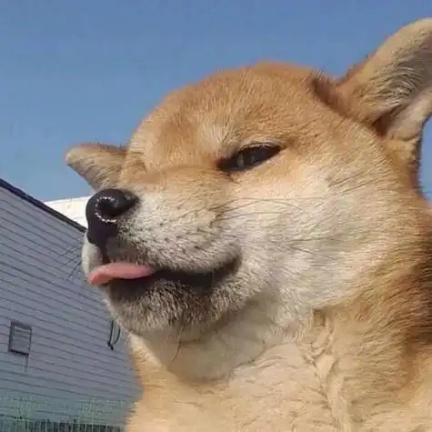 傻吊动物头像图片 动物头像图片大全 -【爱个性】