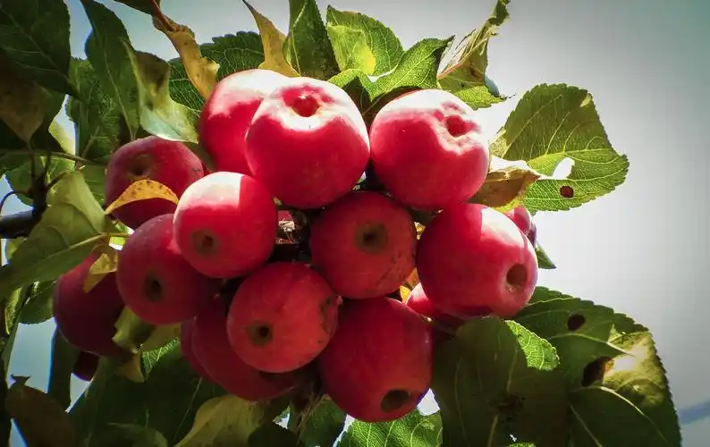 百年的海棠树结出丰硕果实