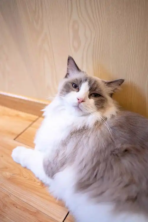 海豹双色布偶猫