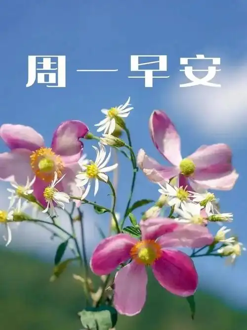 图片祝福,精选早上好漂亮聊天问候图片|快乐|早安|周一清晨_网易订阅