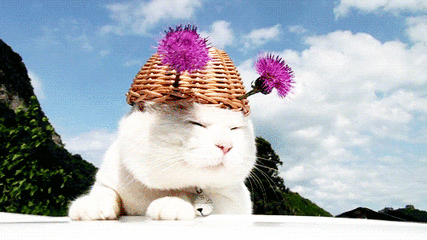 猫咪gif喵星人gif搞笑gif可爱gif淘气gif花篮gif