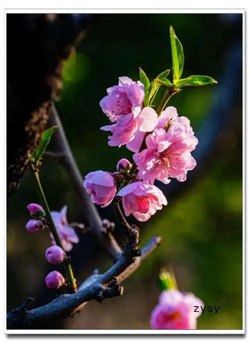 晨曲 阳光下的桃花