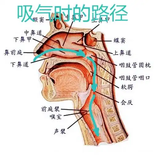 课堂上,孩子们体验闻辛辣,香甜不同的食物,体会通过鼻腔味到气味后