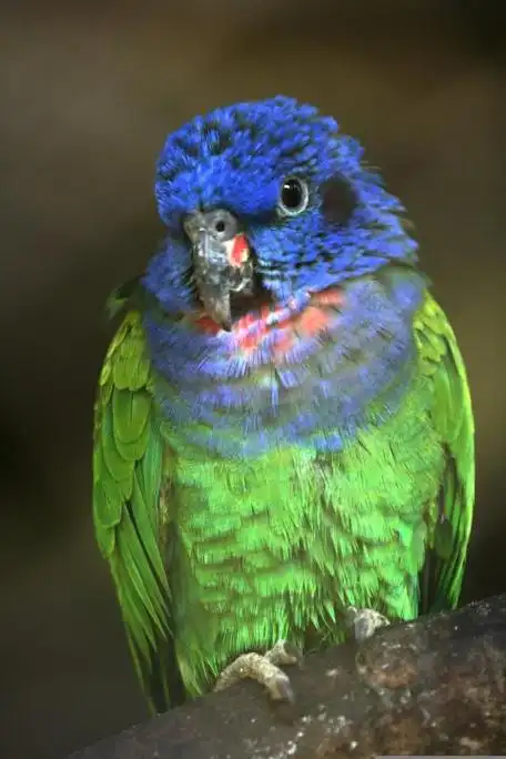 蓝头鹦哥哥斯达黎加亚种(学名:pionus menstruus rubrigularis)是鹦鹉