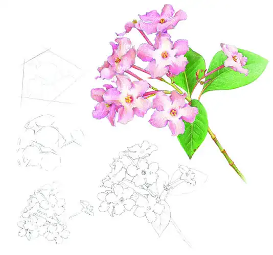 丁香.摘自《hi,梦中花——和色铅笔的33次温柔密语》