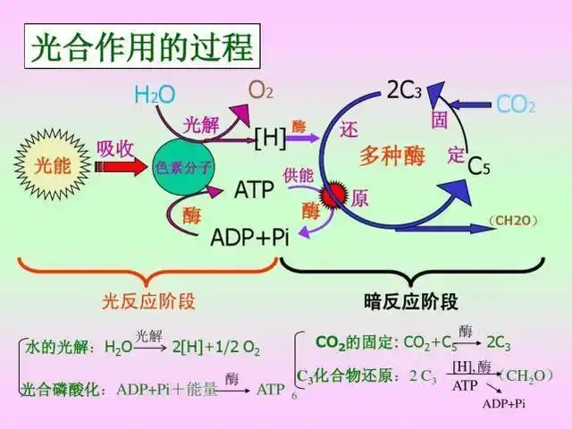光合作用的过程