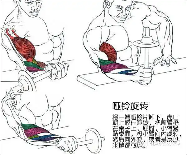 肱二头肌锻炼,练出像金刚狼一样的小臂