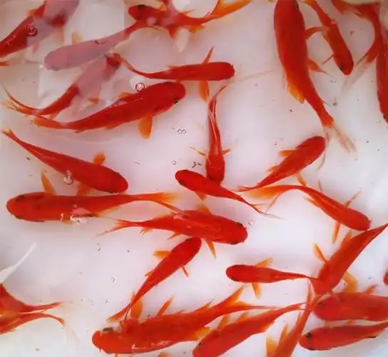 1元1条的小锦鲤怎么养?小锦鲤的寿命是多久?