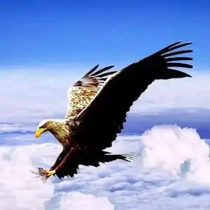 雄鹰展翅!头像