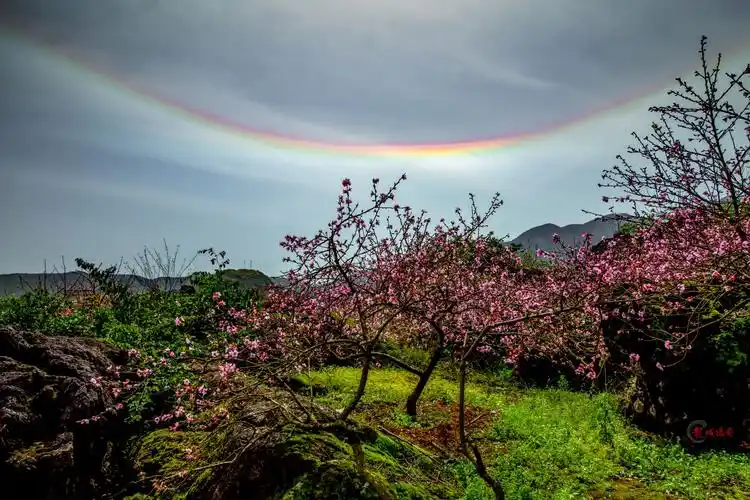 我的十里桃花缘