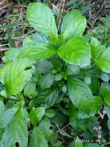 其它 [原创]诗意人生:贵州肇兴堂安侗族风情探秘 写美篇板蓝的叶含