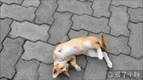 喵星人撒娇翻滚萌舒服惬意gif动图_动态图_表情包下载_soogif