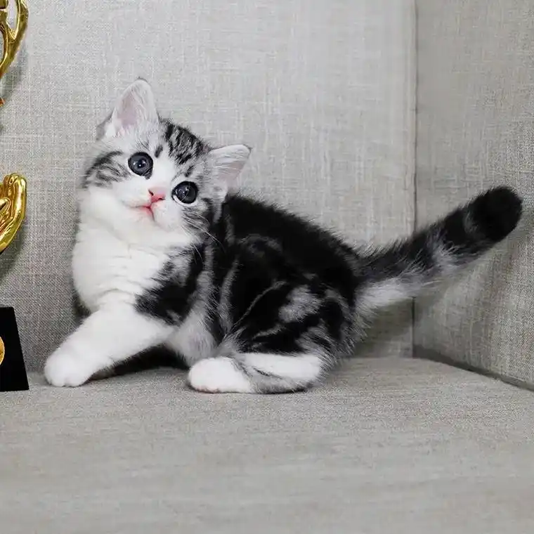 美短猫咪繁育 2窝 弟 - 抖音