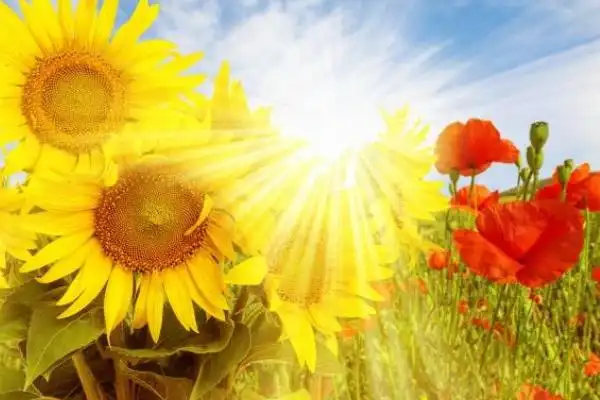 清晨的阳光唯美句子有哪些