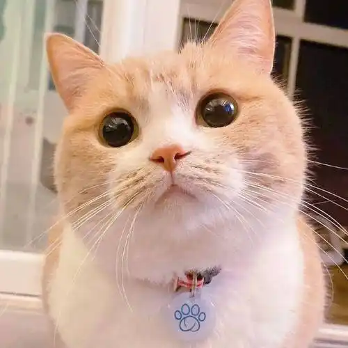 萌猫咪头像_奇葩_信号_箭头