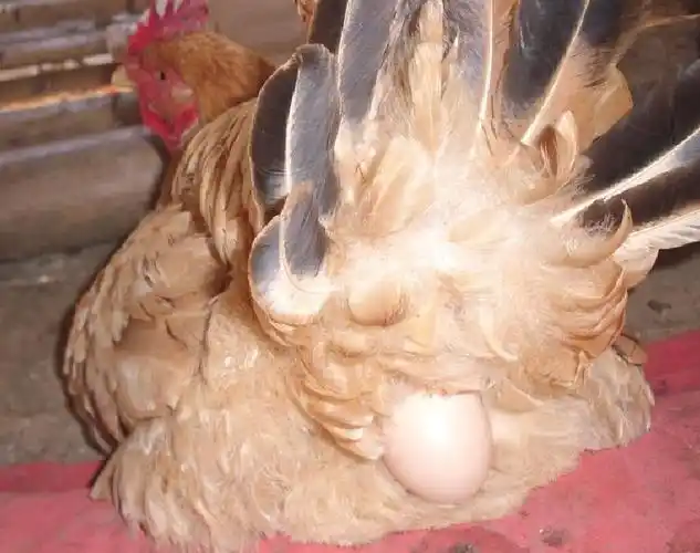 母鸡产蛋困难的处理方法