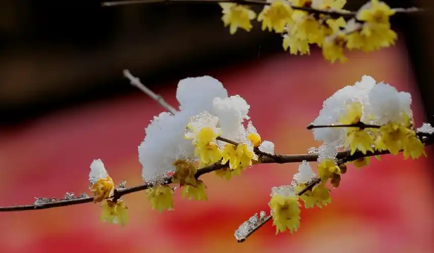 南方的雪景和北方不同,雪可以伴有秋实,有火棘,橘子,猕猴桃,月季的果