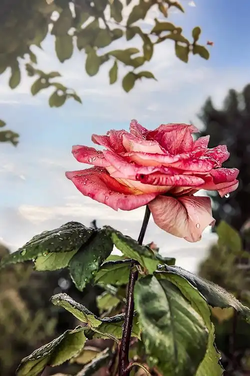 玫瑰,花,大自然