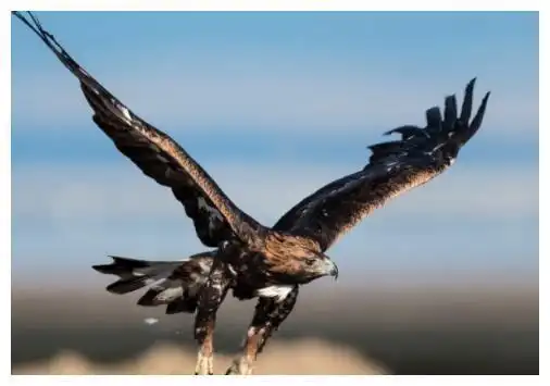 第二个最恐怖,是冥王的"使者"|神兽|哈比鹰|大鹏鸟_网易订阅