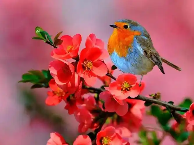 美丽风景_图片_花鸟草木_大自然_山水_春夏秋冬_背景素材大全_相册ppt