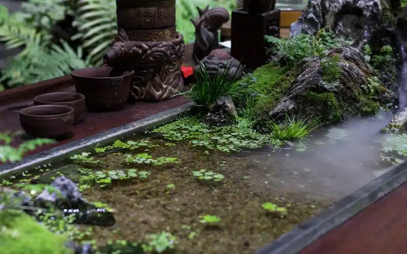 造景分享,茶桌养鱼做水陆