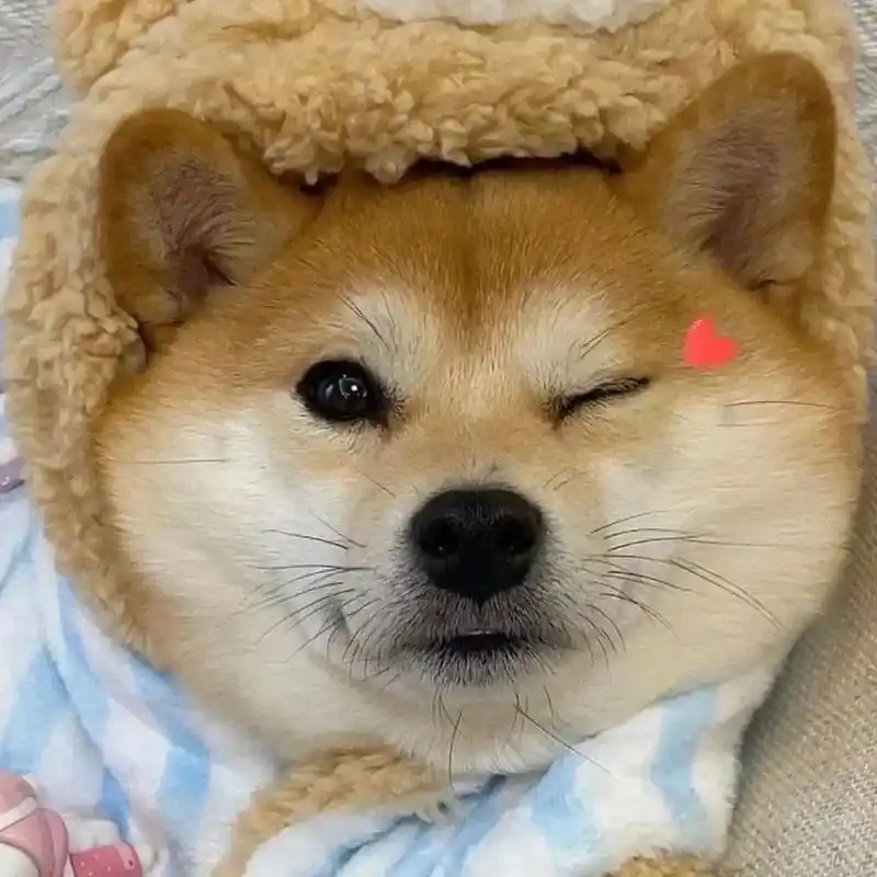 头像 #柴犬#头像#可爱 - 抖音