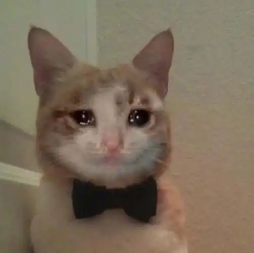 流泪猫咪流泪猫猫头表情包