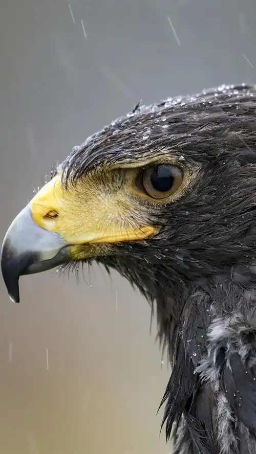 老鹰在雨中 iphone 壁纸