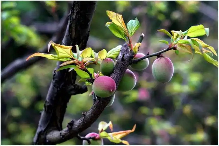 梅花之果实——梅子