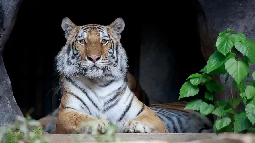 老虎4k图片壁纸