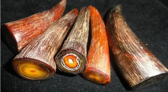 犀牛角多少钱一克,(亚洲犀)