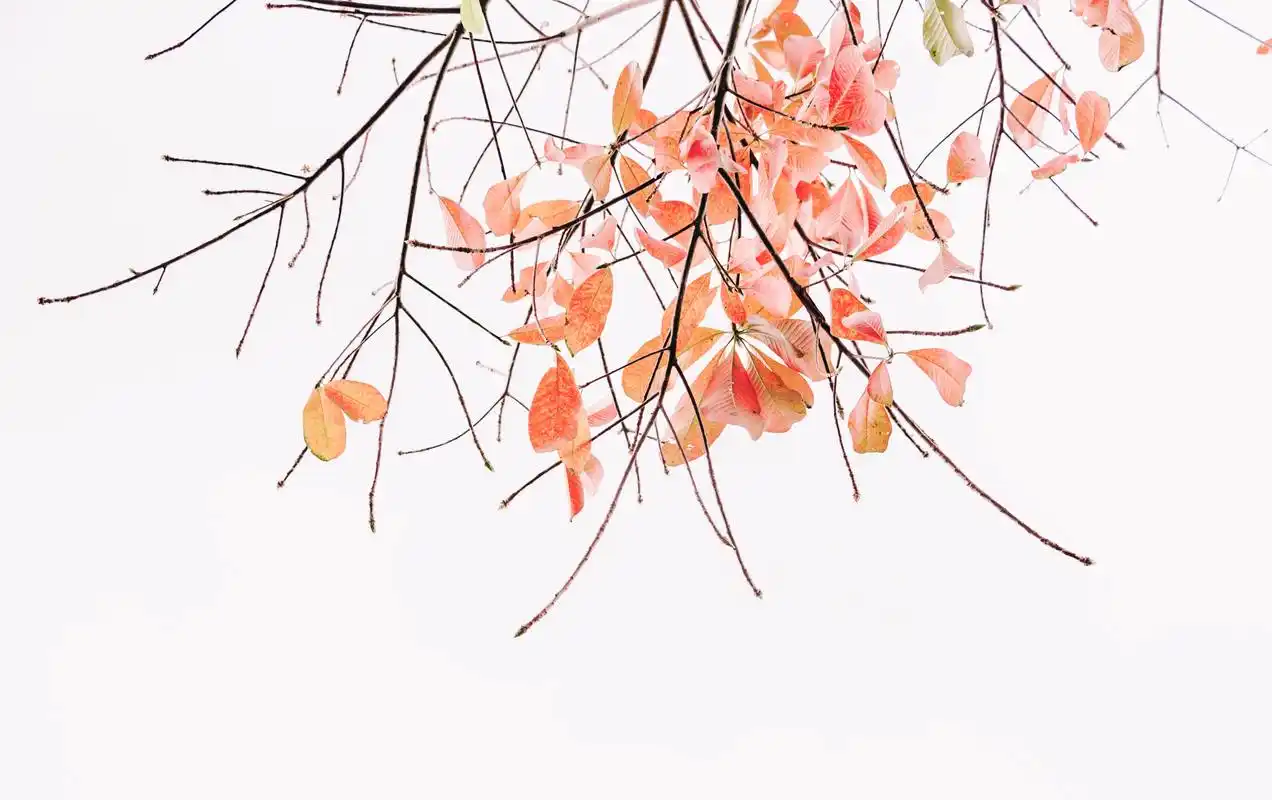 来几张护眼壁纸,放松眼睛,缓解疲劳