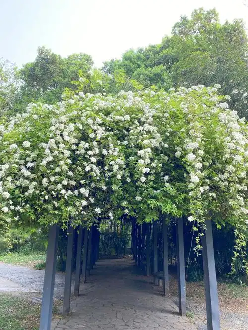 东湖公园七里香