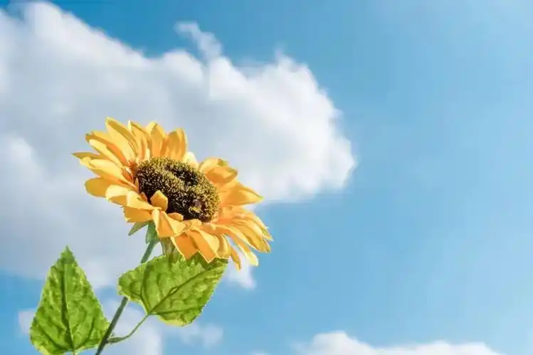 心态是一种心情心情好了人生也就顺了