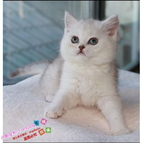 英国短毛猫英短银渐层宠物猫幼猫活体猫纯种猫可爱猫咪e