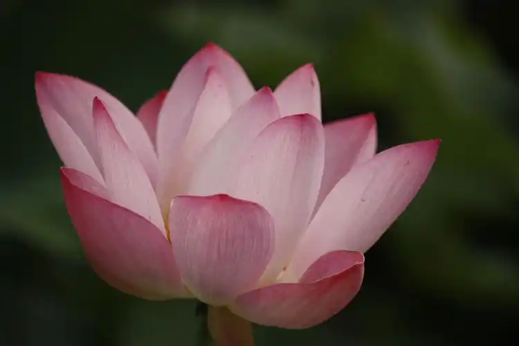 立夏入伏的日子里拍一组漂亮荷花的照片,给大家带来一丝夏日的清凉