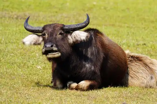 海南东澳观牛图