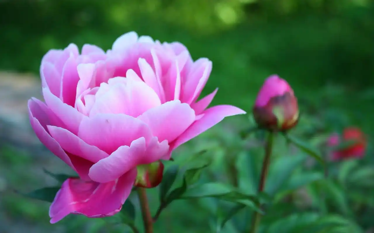 牡丹花治愈系唯美花卉植物图片桌面壁纸-植物壁纸-手机壁纸下载-美桌