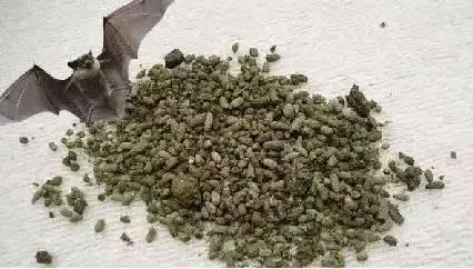 蝙蝠的粪便被称为"夜明砂",它还有"天鼠屎""石肝""黑砂星"等名称,秦代