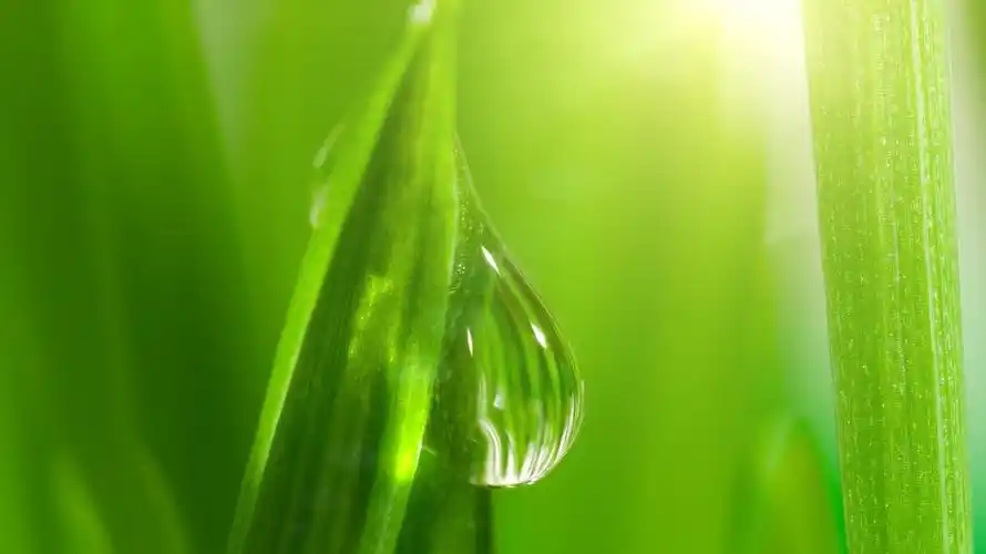 诗词中的那一抹新绿,清新明亮,唯美了时光温柔了岁月