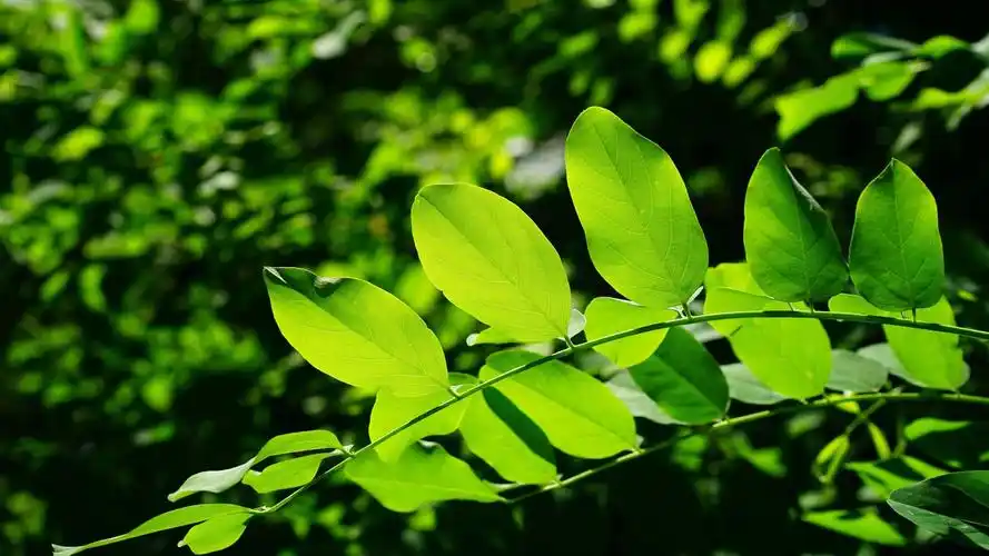 教程为您带来一款绿色清新的动态壁纸,缓解视觉疲劳,保护自己的眼睛