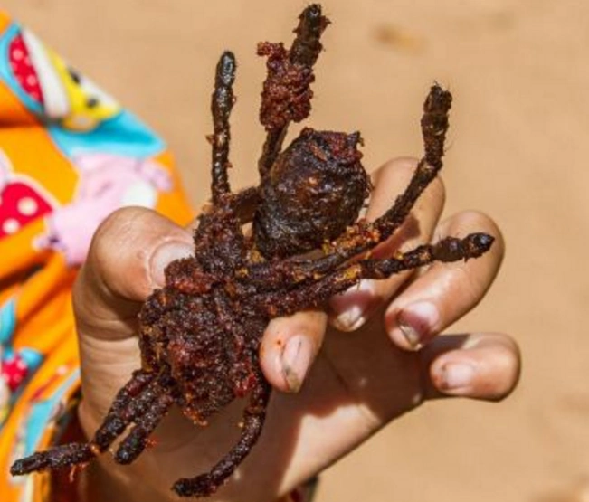 炸蜈蚣:是一道以蜈蚣为主材的菜肴.