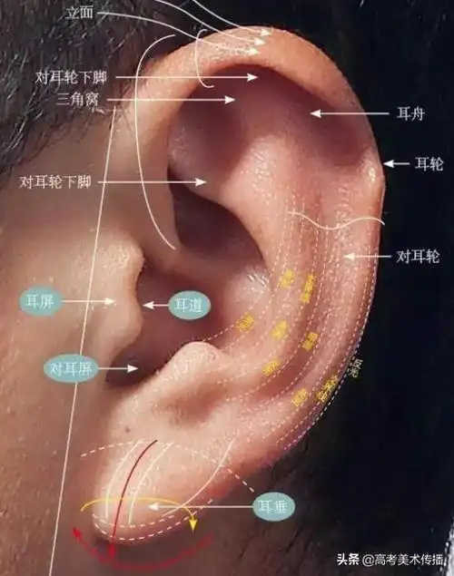 相学耳朵对应身体部位_耳朵上有附耳相学说法_耳朵会动的人 相学