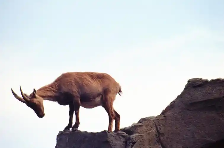 树林里的羚羊高清桌面壁纸下载 第一辑