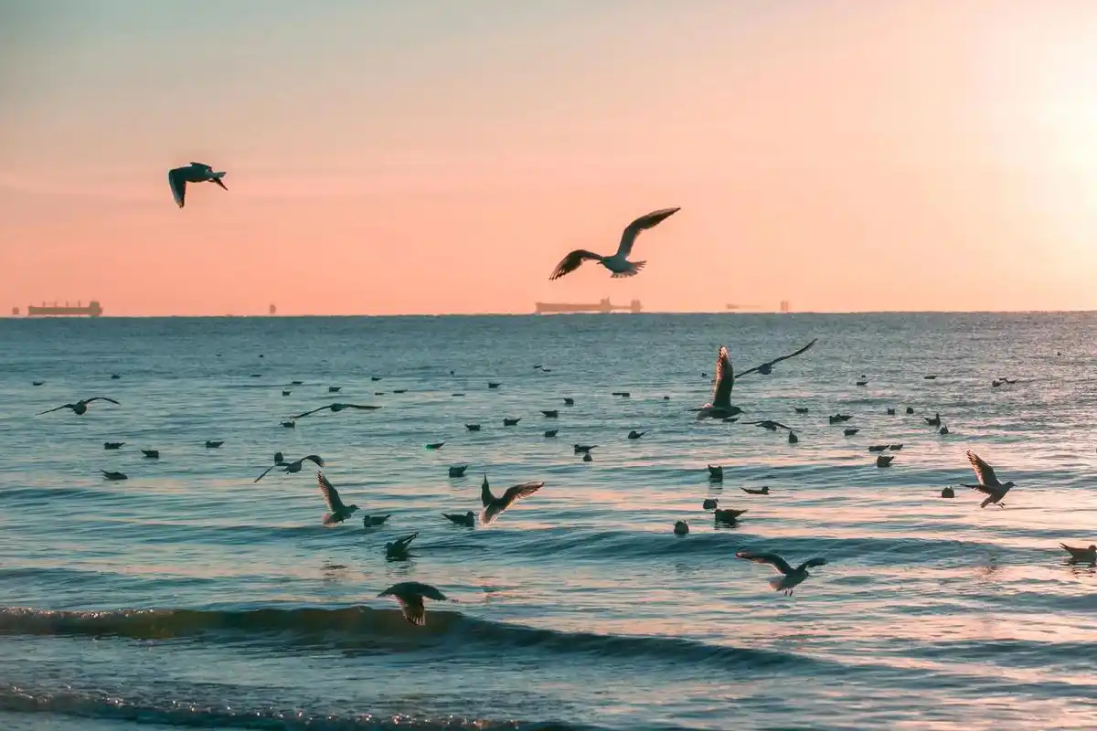 这个冬天一起去海边喂海鸥吧.