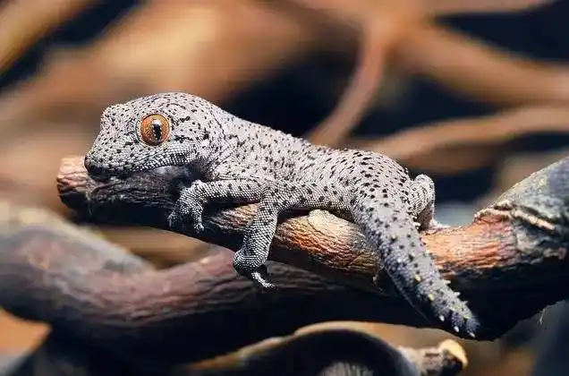 【科普】守宫大集合,蜥蜴汇总图鉴(壁虎科gekkonidae)