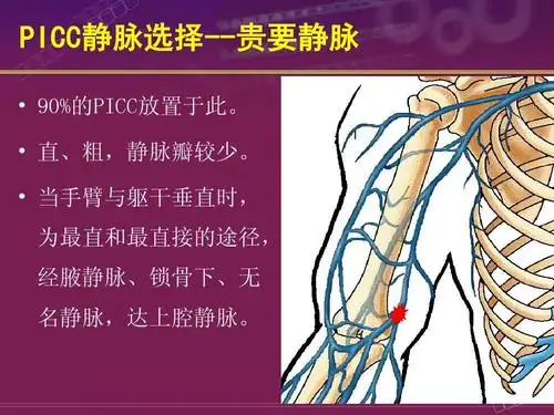 直,粗,静脉瓣较少.