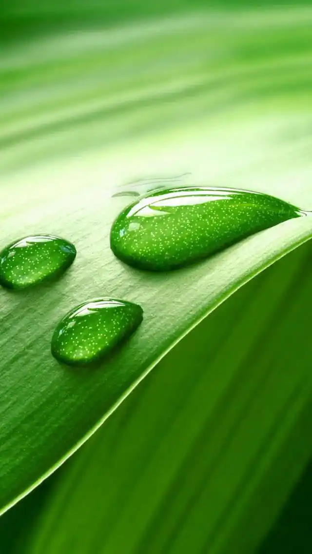 这些是绿色养眼高清手机壁纸,绿色的叶子,在田野,这是大自然最美的