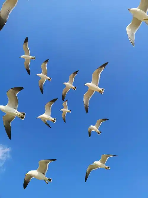 2020年12月26日在付家庄公园,和蓝色大海,还有蓝天和海鸥一起扮舞!